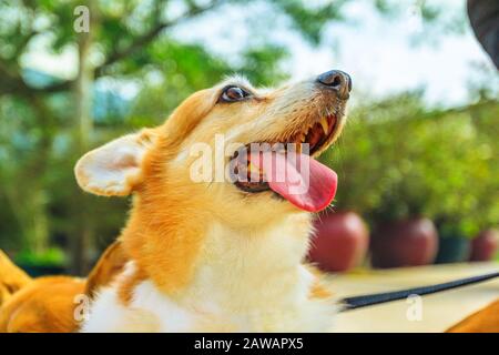 Fröhlicher walisischer Corgi Pembroke Hund mit ausfallender Zunge isoliert auf Parkhintergrund. Stockfoto