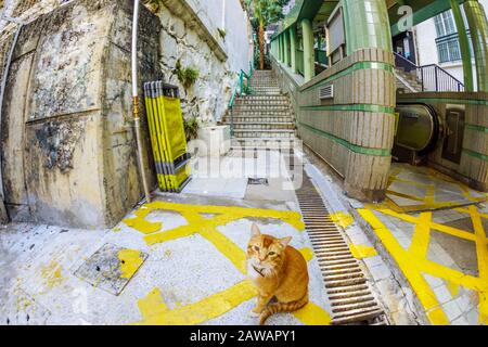 Eine verschnaufende Katze in der Mitte der Rolltreppe zwischen Hollywood und Shelley St, Soho Nachtlebensviertel in Hongkong in China. Stockfoto