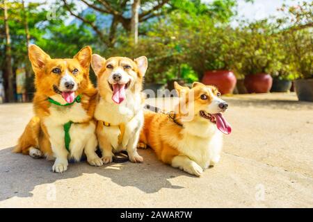 Drei glückliche walisische Corgi Pembroke Hunde mit herausstickender Zunge isoliert auf entschärftem Parkhintergrund. Stockfoto