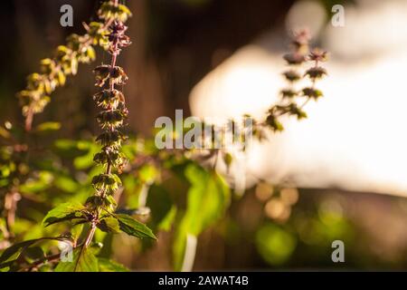 Blumen und Samen eines Basilikums auf einem Gartenbett in einem Bauerngarten Stockfoto