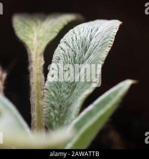 Furnige Silberblätter der Lambsear-Pflanze Stockfoto