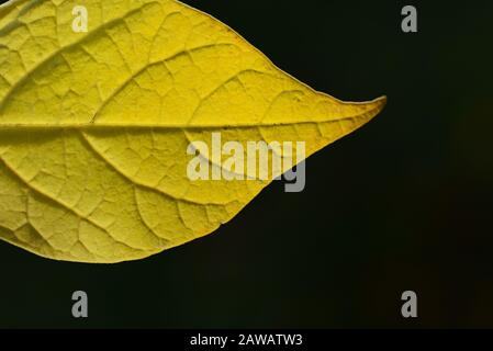 Nahaufnahme eines gelben, herbstlich verfärbten Blattes, das vor grünem Hintergrund in der Sonne leuchtet Stockfoto