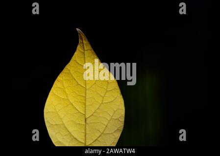Nahaufnahme eines gelben, herbstlich verfärbten Blattes, das vor grünem Hintergrund in der Sonne leuchtet Stockfoto