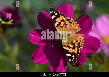 Nahaufnahme eines bunten Schmetterlings auf einer Blüte einer Blumenwiese im Sommer in Deutschland Stockfoto