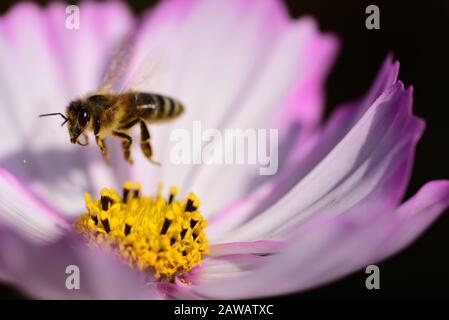 Nahaufnahme einer hellen Wiesenblume im Sommer mit einer Biene, die gerade von der Blüte wegfliegt und im Flug steigt Stockfoto