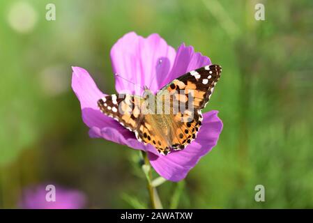 Nahaufnahme eines bunten Schmetterlings auf einer Blüte einer Blumenwiese im Sommer in Deutschland Stockfoto
