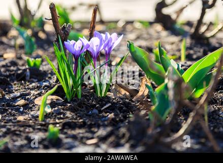 Frühling Natur Hintergrund mit blühendem violettem Krokus im Frühjahr. Plural Krokusse im Garten mit Sonnenlicht. Stockfoto