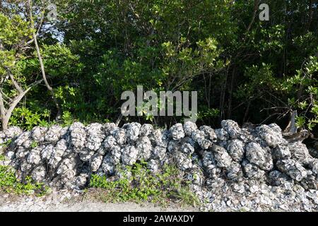 Muscheln werden verpackt und stapelt und können im Rahmen des Oyster Reef Reef Restoration Project im Florida Oceanographic Coastal Center in Stuart eingesetzt werden. Stockfoto