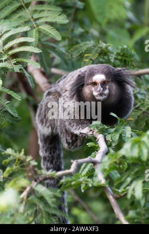 Sehr beliebter kleiner Affe aus Rio de Janeiro Brasilien. Stockfoto