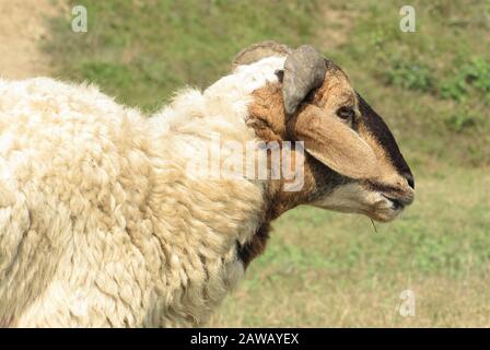 Rupandehi & Nawalparasi Different Area fotografieren diesen Vogel & Geier & Landschaft . Stockfoto