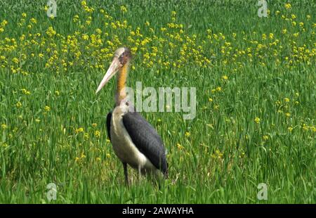 Rupandehi & Nawalparasi Different Area fotografieren diesen Vogel & Geier & Landschaft . Stockfoto