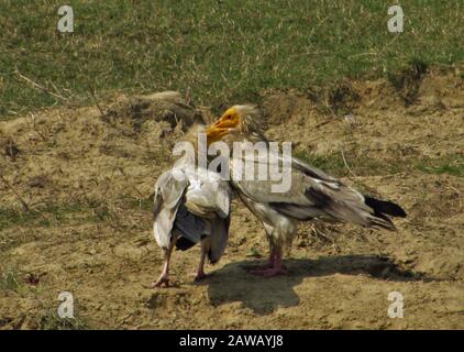 Rupandehi & Nawalparasi Different Area fotografieren diesen Vogel & Geier & Landschaft . Stockfoto