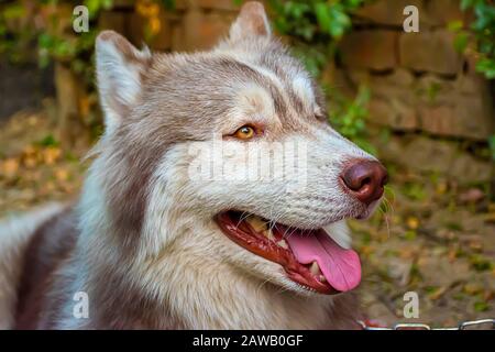 Porträt des sibirischen Husky-Hundes auf verschwommenem Hintergrund isoliert Stockfoto