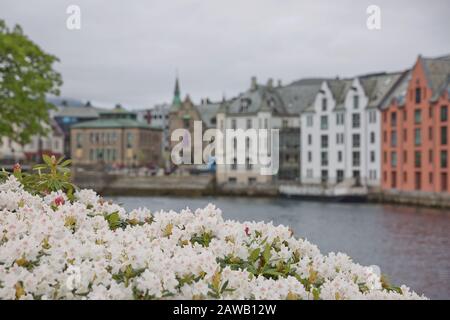 Blick auf die Altstadt von Alesund mit Häusern im Jugendstil und blühenden weißen Blumen. Stockfoto