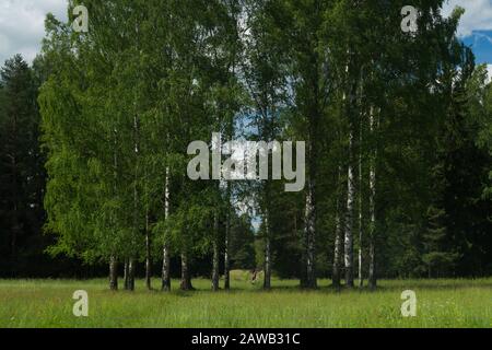 Überwachsener Wald, Bäume und Pflanzen Natur Hintergrund Stockfoto