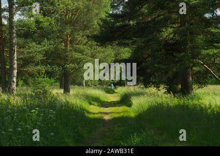 Überwachsener Wald, Bäume und Pflanzen Natur Hintergrund Stockfoto