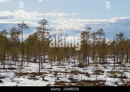 Sonniger Herbstwald unter Erstschnee, Naturhintergrund Stockfoto