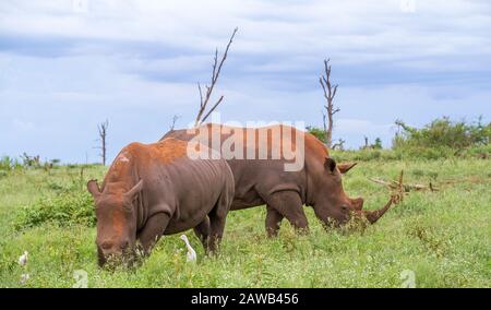 Zwei weiße Nashörner, die in der afrikanischen Landschaft grasen, werden horizontal dargestellt Stockfoto