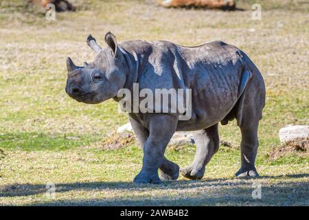 Umweltporträt in voller Länge eines weißen Nashorns im Dubbo's Conservation Reserve in New South Wales, Australien. Stockfoto