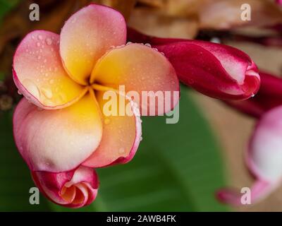 Blüten, rosafarbene und orange Frangipani- oder Plumeria-Blüten, Knospen, Wassertropfen. Präsentationshintergrund, subtropischer australischer Küstengarten Stockfoto