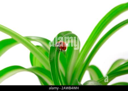 Bilder von Marienkäppchen, die auf den grünen Trieben sitzen Stockfoto