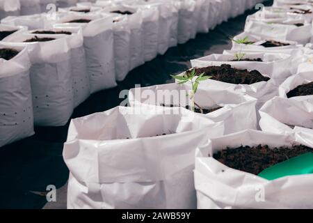 Anbau von biologischem Cannabis Marihuana Kraut in der Außenfarm. Cannabisseedling im Pflanztopf Stockfoto