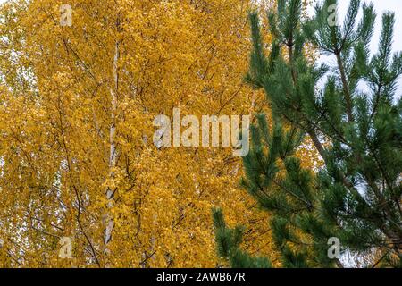 Hintergrund mit gelben Blättern aus Weißbirke und Zweigen mit grünen Kiefernnadeln. Stockfoto