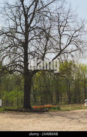 Einsamer Baum mitten auf einem Feld, Wiese mit einsamem trockenem Baumhintergrund Stockfoto