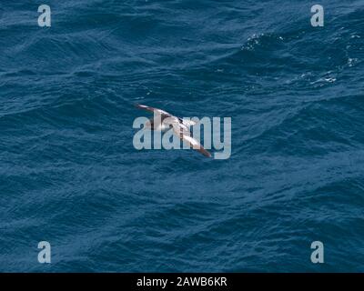 Kap Petrel im Flug vor der Kulisse der Ozeanwelle in Kaikoura Stockfoto