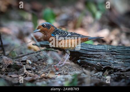 Der Weißkehlige Felskröhrling (Monticola gularis) ist eine Vogelart in der Familie der Muscicapiden der Ordnung Passeriformes. Stockfoto