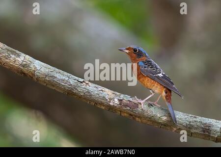 Der Weißkehlige Felskröhrling (Monticola gularis) ist eine Vogelart in der Familie der Muscicapiden der Ordnung Passeriformes. Stockfoto