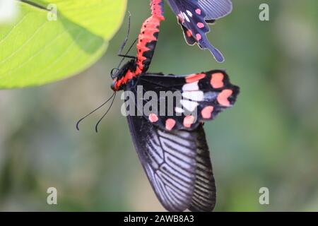 Porträt eines schwarzen Schmetterlings, der von anderen männlichen Schmetterlings-Meeting-Saison auf grünem Blatt hängt, draußen Insekten Schmetterling Stockfoto