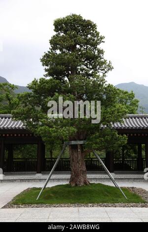 Foto eines Baumes in einer Struktur, um ihn zu stützen In einem buddhistischen Tempel in Hongkong in einem Garten Oder parken Stockfoto