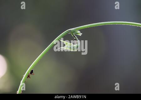 Nahaufnahme von grünen Blättern und Ast der Bohnenpflanze und schwarzen großen Ameiseninsekten mit grünem Vintage-Hintergrund, im Freien Insektenbilder Stockfoto