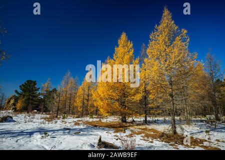 Lärchenbäume goldene Nadeln kontrastieren den klaren blauen Himmel und den weißen Schnee auf einem Berg in der Mongolei Stockfoto