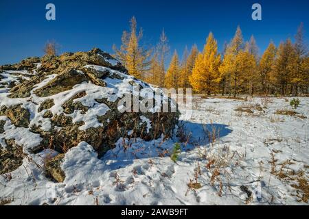 Lärchenbäume goldene Nadeln kontrastieren den klaren blauen Himmel und den weißen Schnee auf einem Berg in der Mongolei Stockfoto