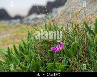 Einzelne rosafarbene Blüte auf einem saftigen Wachstum am Meer Stockfoto