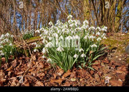 Schneefälle (Galanthus nivalis) wachsen am Straßenrand in East Yorkshire, England, Großbritannien, GB. Stockfoto