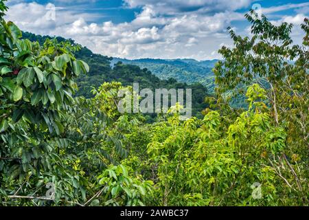 Tropischer Regenwald, Blick vom Aussichtsturm im Blue Hole National Park von Saint Herman, Cayo District, Belize Stockfoto