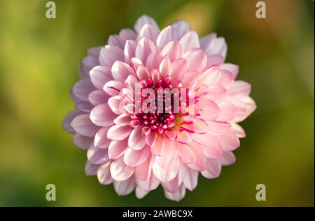 Frisches helles Rosa Chrysanthemum im Herbstgarten. Nahaufnahme eines rosafarbenen Chrysanthemums. Rosa Blumenkonzept. Stockfoto