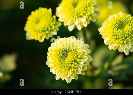 Grüne Chrysantheme, manchmal auch als Mums oder Chrysanths bezeichnet. Konzept der grünen Blumen. Stockfoto