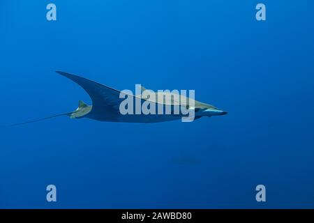 Ray Mobula - Raie Mobula (Mobula mobular), Pico Island, Azoren Archipel. Stockfoto