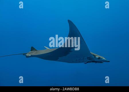 Ray Mobula - Raie Mobula (Mobula mobular), Pico Island, Azoren Archipel. Stockfoto