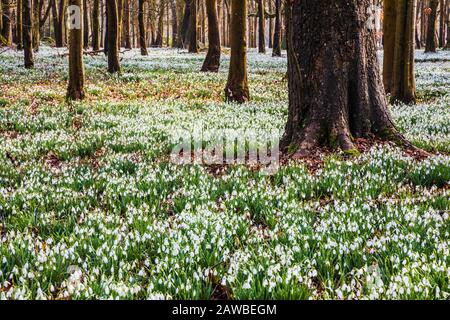 Schneefälle im Welford Park in Berkshire. Stockfoto