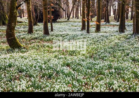 Schneefälle im Welford Park in Berkshire. Stockfoto