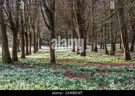 Schneefälle im Welford Park in Berkshire. Stockfoto