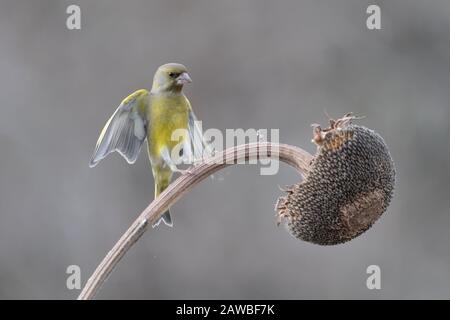 Europäischer Greenfinch im Flug auf Sonnenblume (Chloris chloris) Stockfoto