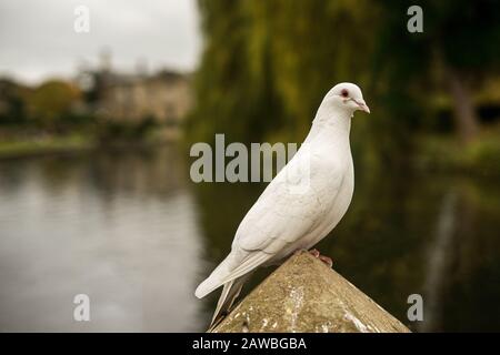 Ein weißes Taubenporträt auf dem Park in Großbritannien Stockfoto