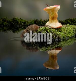 Reflexion der Harvest Mouse (Micromys minutus) Stockfoto