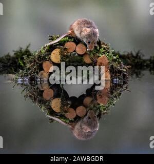 Reflexion der Harvest Mouse (Micromys minutus) Stockfoto